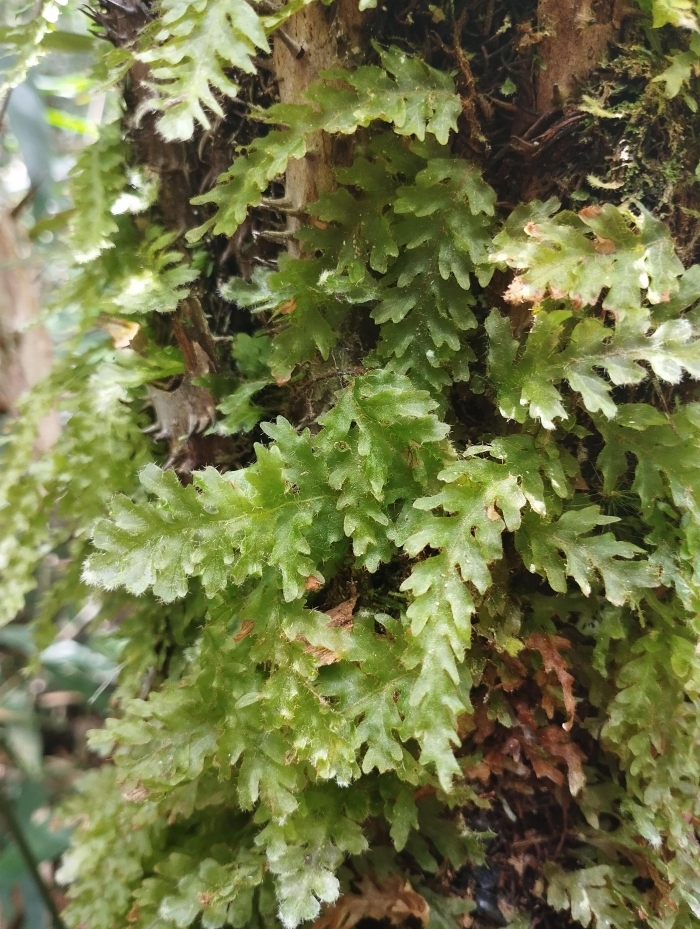 Trichomanes polypodioides