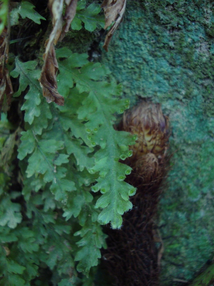 Trichomanes polypodioides