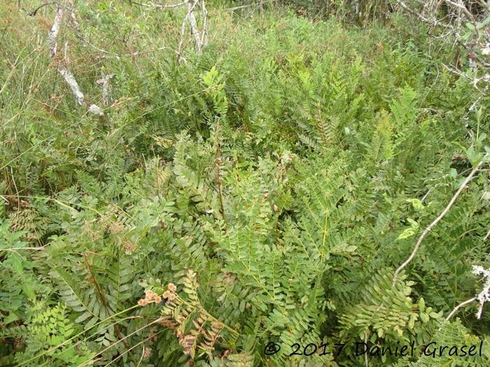 Osmunda spectabilis