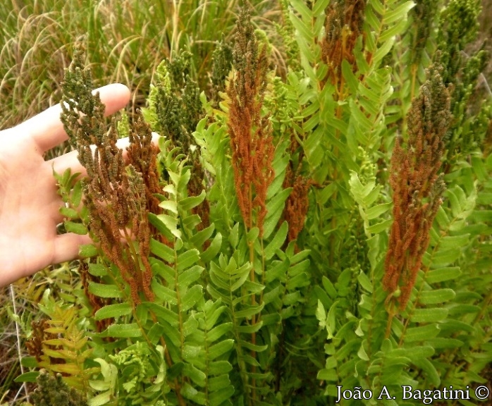 Osmunda spectabilis