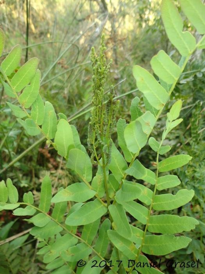 Osmunda spectabilis