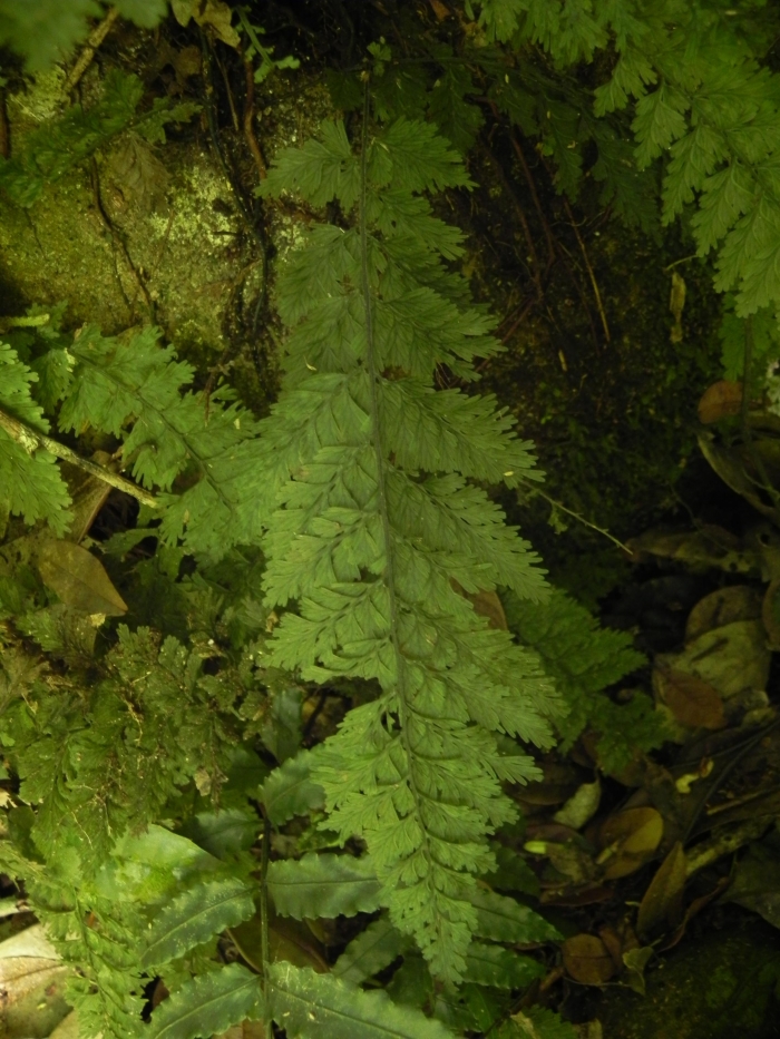 Vandenboschia radicans