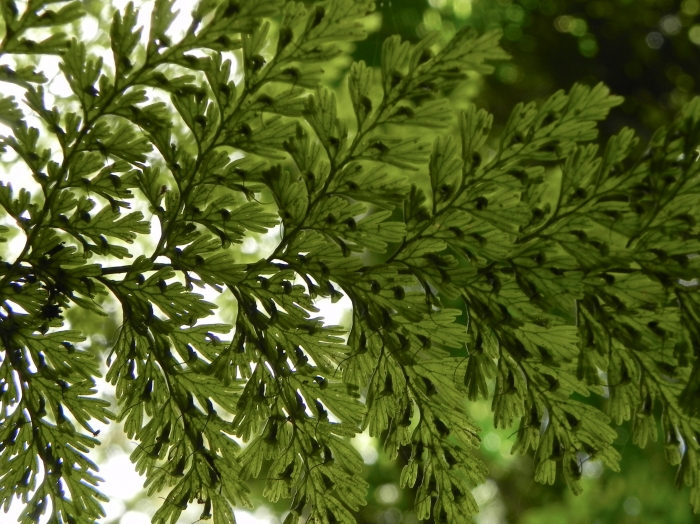 Vandenboschia radicans