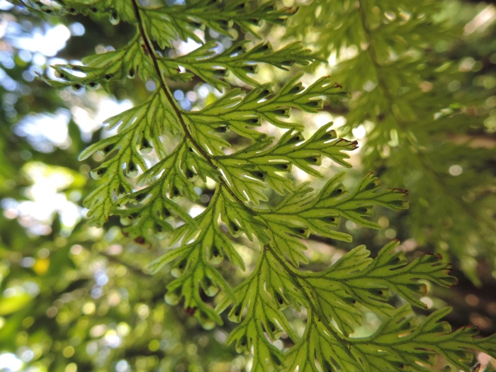Vandenboschia rupestris