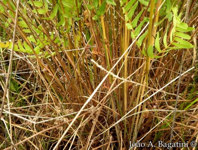 Osmunda spectabilis