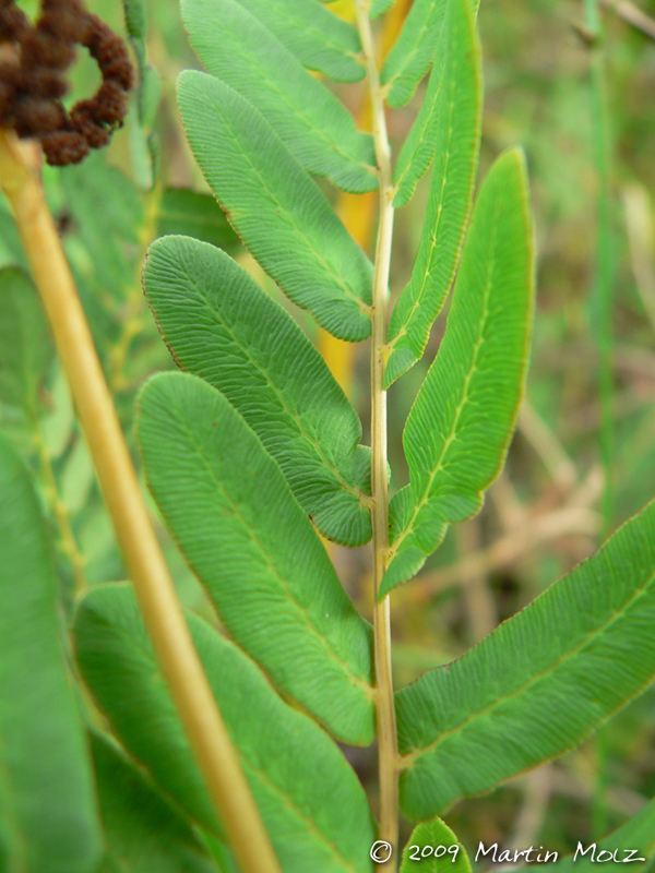 Osmunda spectabilis