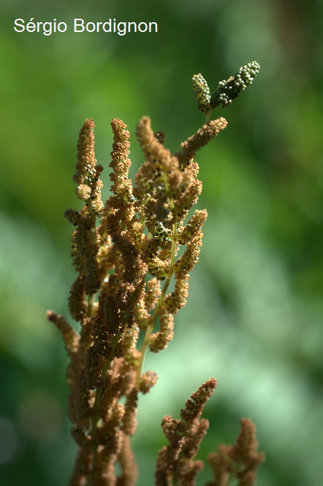 Osmunda spectabilis