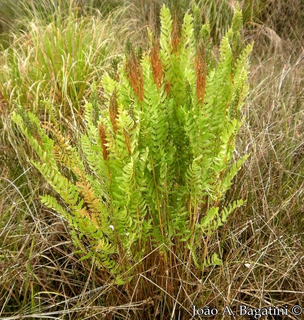 Osmunda spectabilis