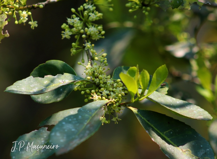 Ilex paraguariensis