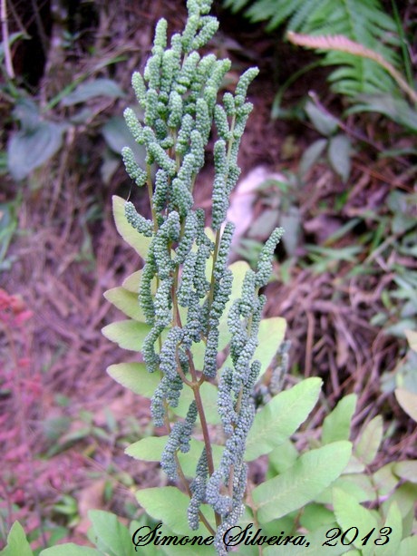 Osmunda spectabilis