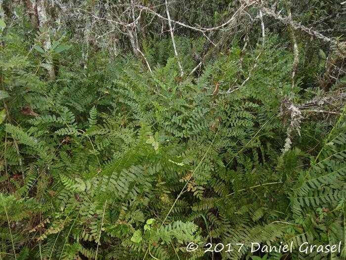 Osmunda spectabilis