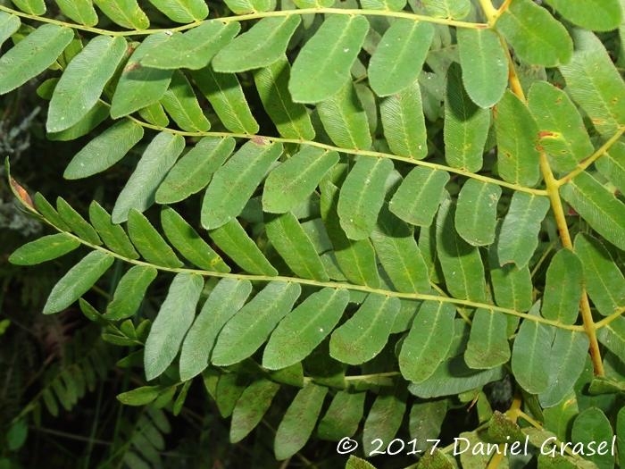 Osmunda spectabilis