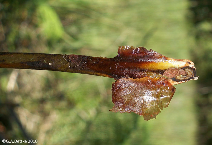 Osmunda spectabilis