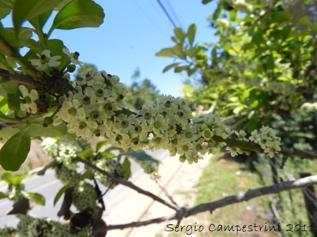 Ilex paraguariensis