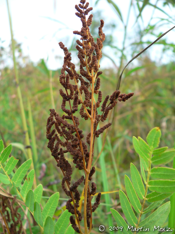 Osmunda spectabilis