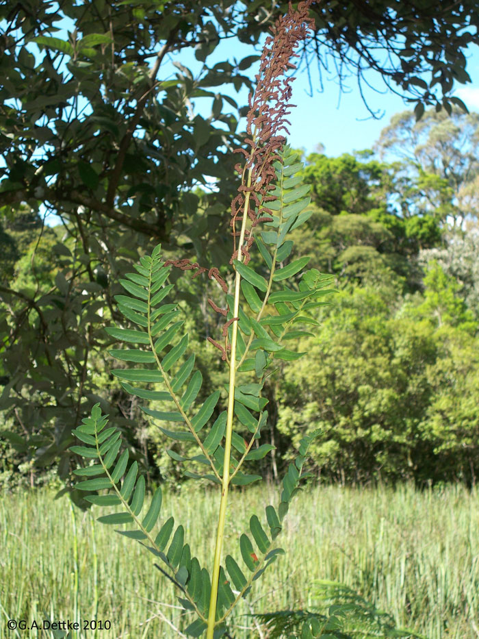 Osmunda spectabilis