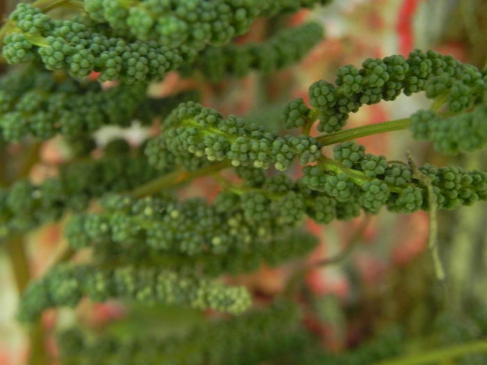 Osmunda spectabilis