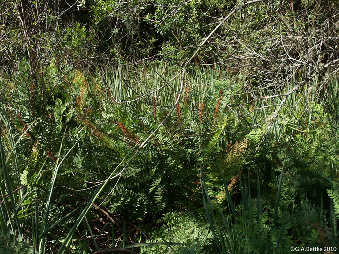 Osmunda spectabilis