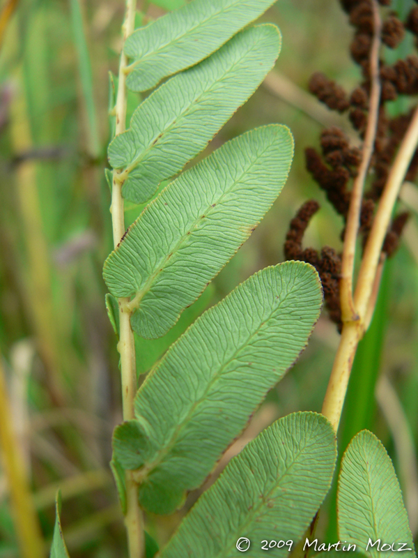 Osmunda spectabilis