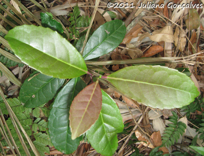 Ilex paraguariensis