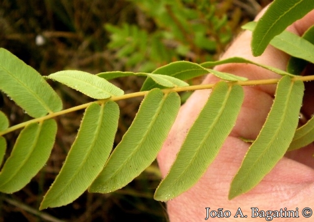 Osmunda spectabilis