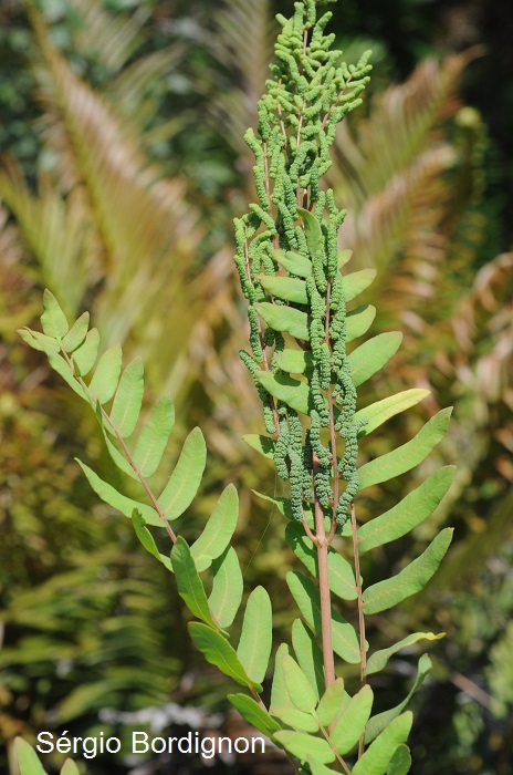 Osmunda spectabilis