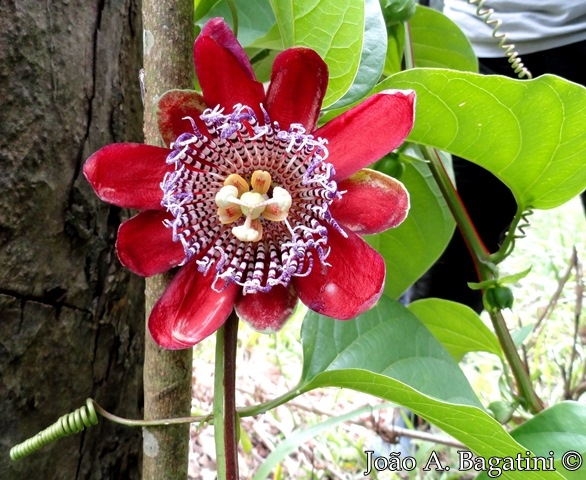 Passiflora alata