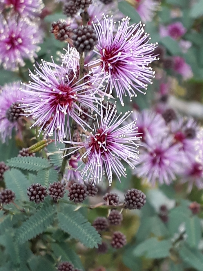 Mimosa terribilis