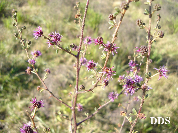 Mimosa ramulosa