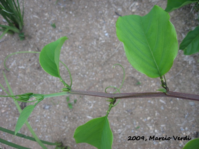 Passiflora alata