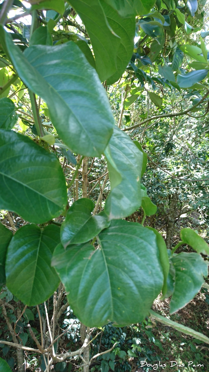 Passiflora alata