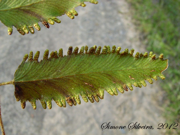 Lygodium volubile