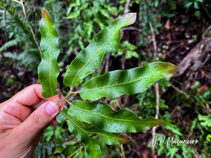 Lygodium volubile