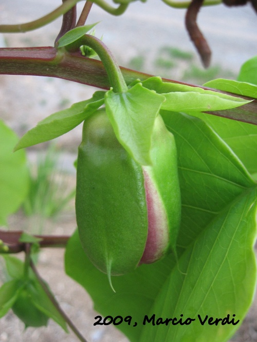 Passiflora alata