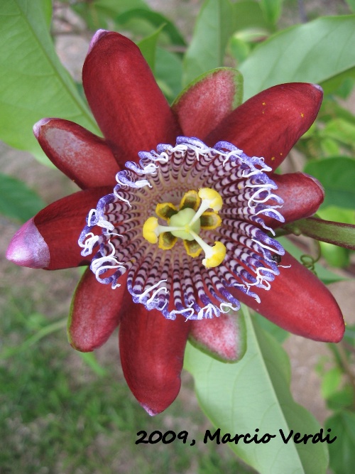 Passiflora alata