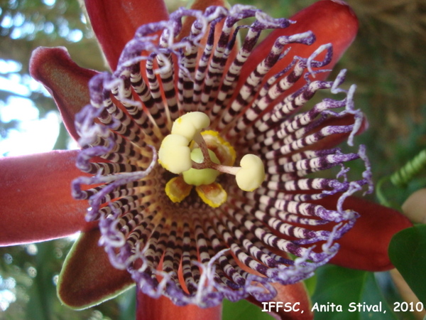 Passiflora alata