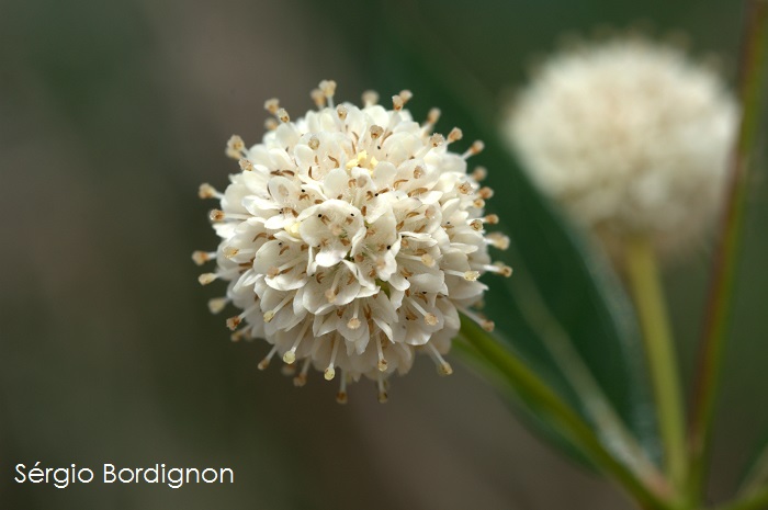 Cephalanthus glabratus