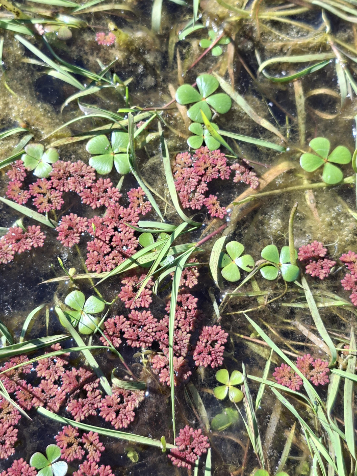 Marsilea ancylopoda