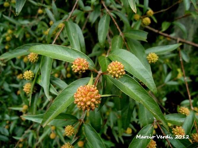 Cephalanthus glabratus