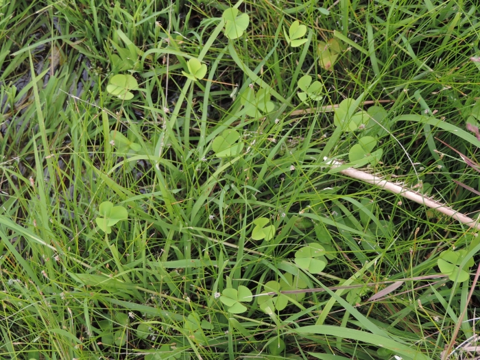 Marsilea ancylopoda