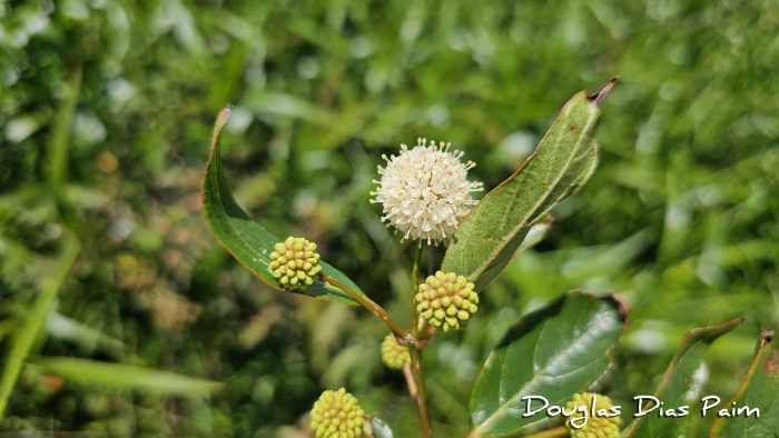 Cephalanthus glabratus