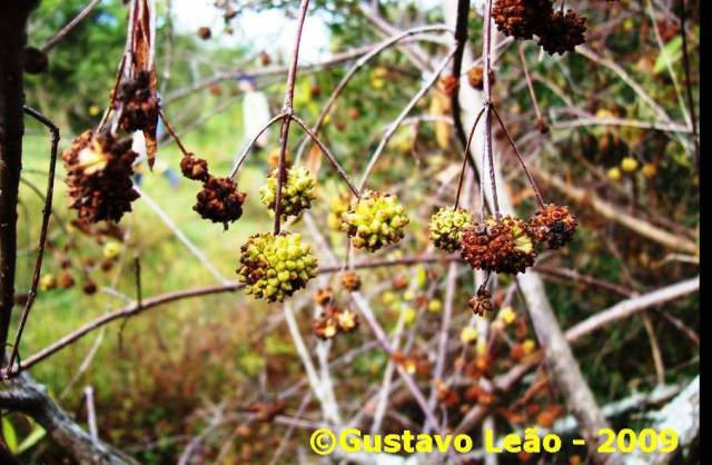 Cephalanthus glabratus