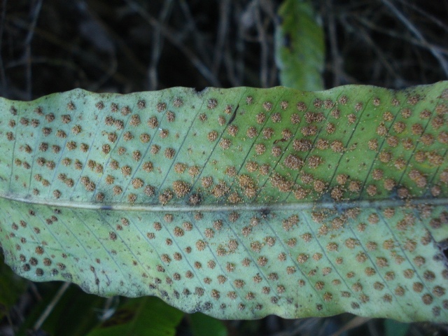 Campyloneurum rigidum