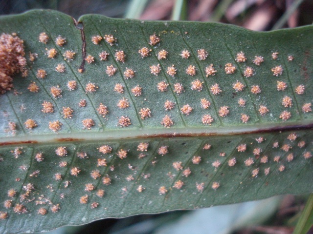 Campyloneurum rigidum