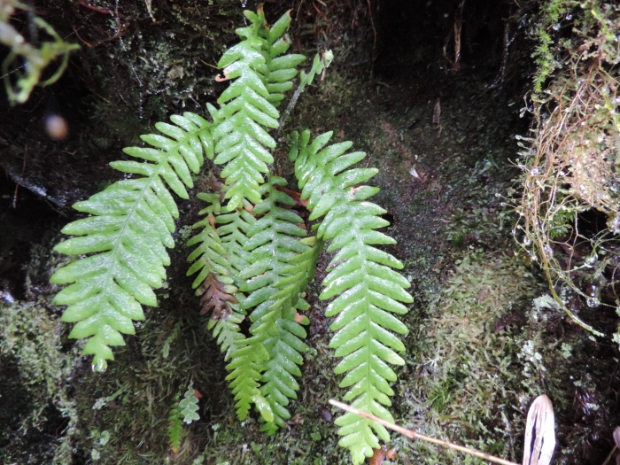 Ceradenia albidula