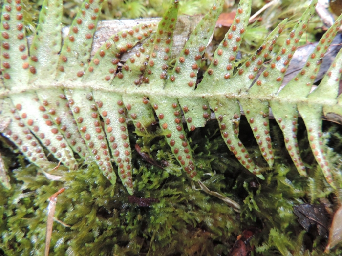 Ceradenia albidula