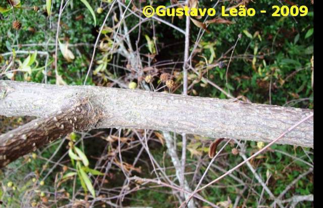 Cephalanthus glabratus