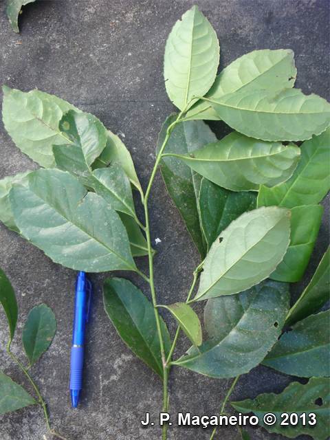 Ilex paraguariensis