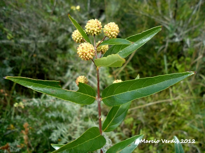 Cephalanthus glabratus