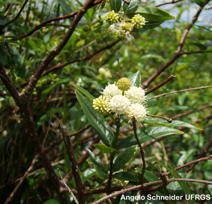 Cephalanthus glabratus